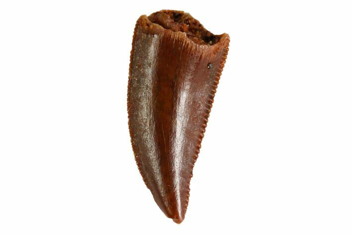 Serrated, Raptor Tooth - Real Dinosaur Tooth #144637